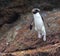 Snares Penguin, Eudyptes robustus