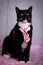 Snarky cat with pink necktie