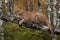 Snarling Adult Male Cougar Puma concolor