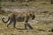 Snarling African Leopard