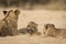 Snarling cute lion cub lying in sandy riverbed surrounded by its brothers in Kruger Park South Africa