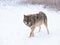 snarling gray wolf walking in snow