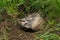 Snarling North American Badger (Taxidea taxus)