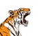 A snarling tiger in profile. The grin of a tiger. Detailed drawing. The symbol of the new 2022