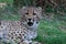 Snarling Wild Cheetah Cat