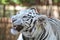 Snarling wild white bengal tiger