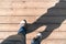 Sneaker on wooden planked floor from above