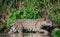 Sneaking Jaguar in the water on the river.  Green natural background. Panthera onca.