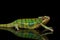 Sneaking Panther chameleon, reptile with colorful body Isolated on Black