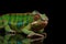 Sneaking Panther chameleon, reptile with colorful body Isolated on Black