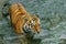 Sneaking up. young  tiger with expressive eyes walks on the water bathes, a possible bright body of a predator close-up