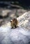 Sneaky Chipmunk climbing on rocks