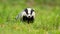 Sneaky european badger peeking out from horizon on a summer meadow