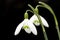 Sneeuwklokje, Snowdrop, Galanthus