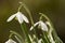 Sneeuwklokje, Snowdrop, Galanthus