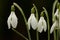 Sneeuwklokje, Snowdrop, Galanthus