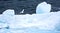 Sneeuwstormvogel, Snow Petrel, Pagodroma nivea