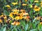 Sneezeweed Or Helenium Autumnale