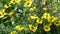 Sneezeweed (Helenium) Sombrero,Yellow sunlit chamomile flowers blooming on summer flowerbed in green sunny