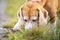 Sniffing beagle puppy searching something in grass