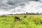 Sniffing dogs in long grass at wooden bench in Loefbos nature reserve