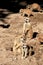 Sniffing and guarding meerkats or suricates