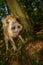 Sniffing wild boar snout from closeup view