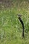 Snipe on burned post in grassy South Dakota field in vertical format