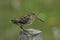 A Snipe (Gallinago gallinago).