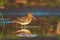 Snipe stands in shallow water with reflection in the water