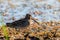 Snipe in swamp. Birds in wild nature and habitat