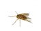 Snipefly predator Rhagio tringarius on white