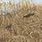 Snipes in the reeds surrounded by a body of water