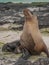 Snobby Sea Lion