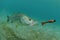 Snook fish chasing lure in ocean