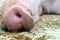 Snoot of a large pig close up. Pig mother a sleep in Pig Breeding farm in swine business in tidy and clean indoor housing.