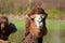 Snooty Bactrian Camel