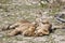 Snoozing wet lion cubs