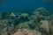 Snorkeler Diving on Reef