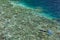 Snorkeler Explores Shallow Reef in Raja Ampat