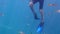 Snorkeler\'s legs and swim flippers underwater with fish swimming around