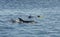 Snorkelers with dolphin in tropical sea