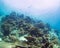 Snorkelers over a coral reef