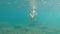 Snorkeling, beautiful young caucasian woman swim in transparent sea water. Freediver snorkeling with a snorkel and fins