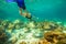 Snorkeling in coral reef