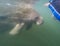 Snorkeling with curious manatee in the Crystal River in  Florida.