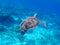 Snorkeling and diving with sea turtle. Green sea turtle swimming in the ocean