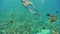 Snorkeling Fish Girl Reef Underwater Slowmotion