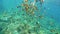 Snorkeling Fish Girl Reef Underwater Slowmotion