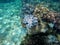 Snorkeling near tropical island - underwater view with sea bottom sand and coral reef